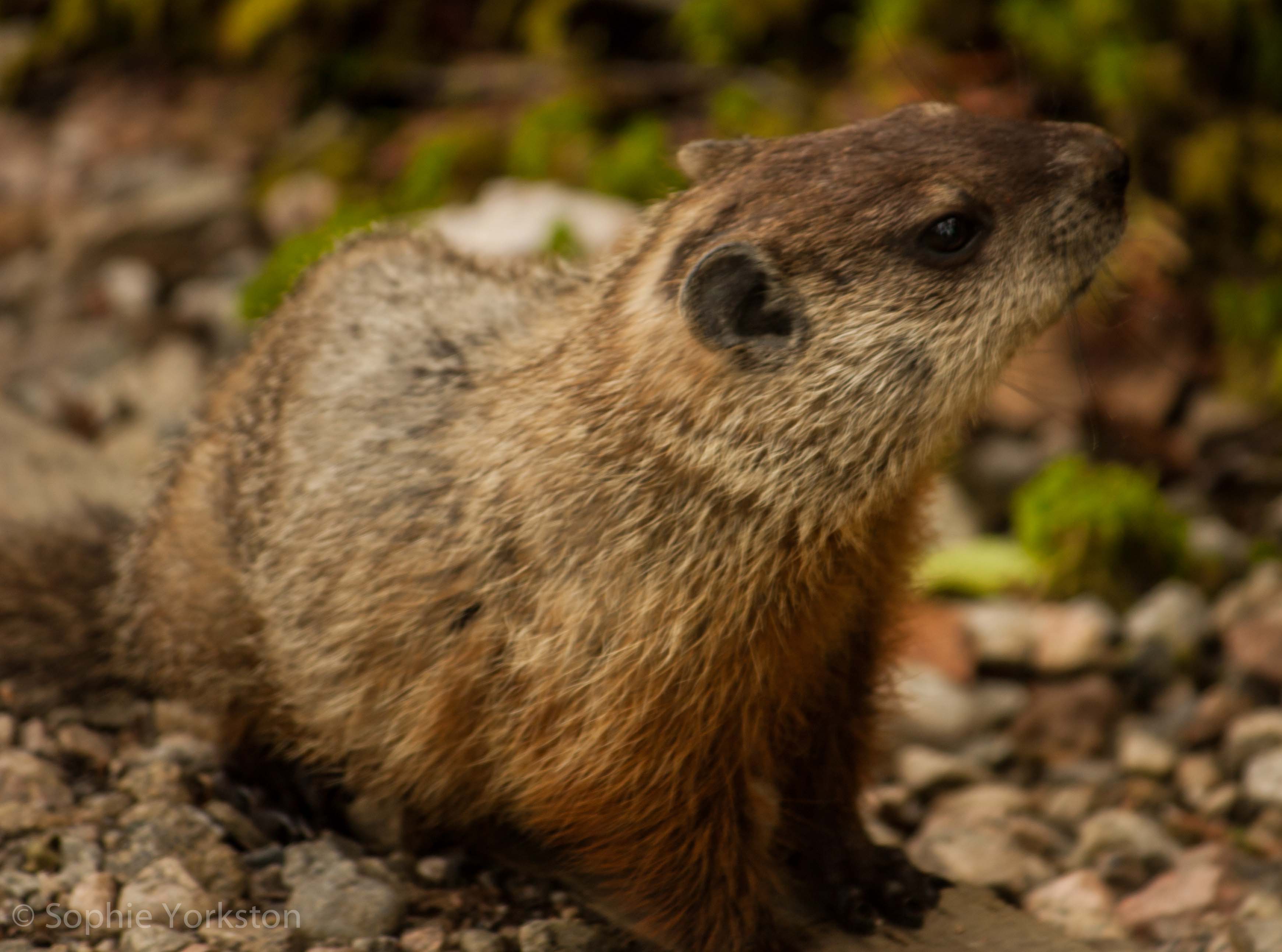 Handsome marmot posing